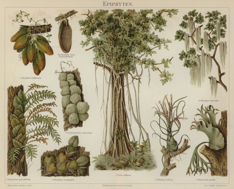 Epifyter (färg litho) av German School