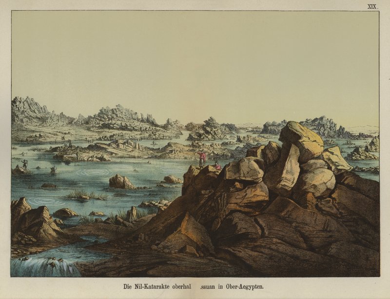 Första grå starr av floden Nilen, Aswan, övre Egypten (färg litho) av German School