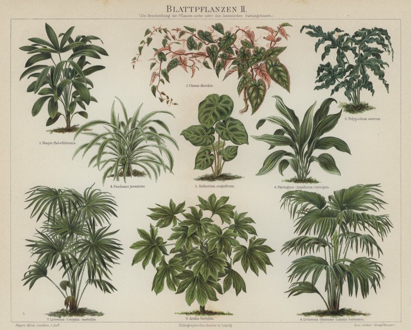 Lövväxter (färg litho) av German School