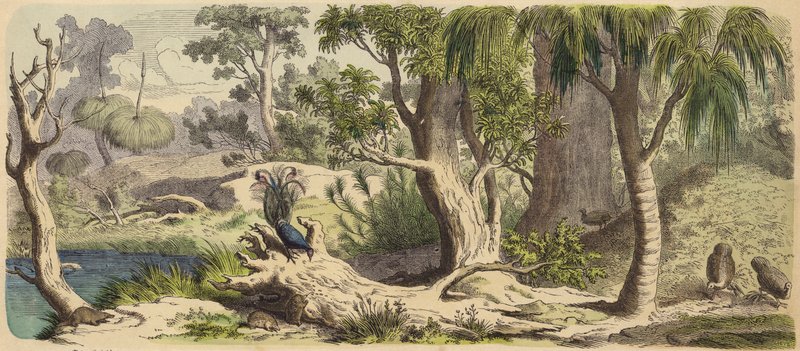 Skog i New Holland (Australien) (färgad gravyr) av German School