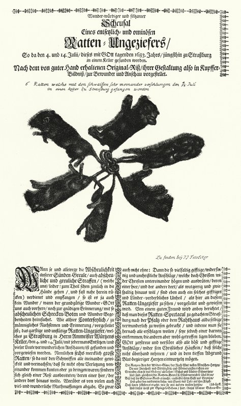 Jätteråttor fångade i Strasbourg 1683 (gravyr) av German School