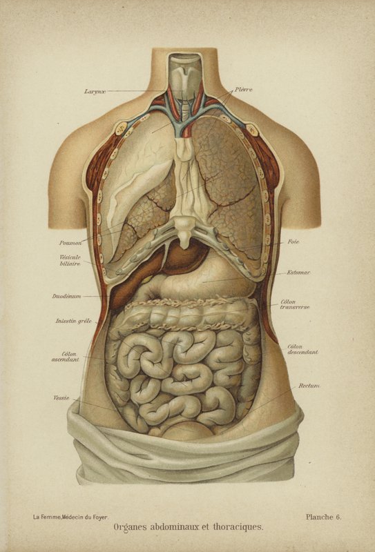 Inre organ i buken och bröstkorgen (färg litho) av German School