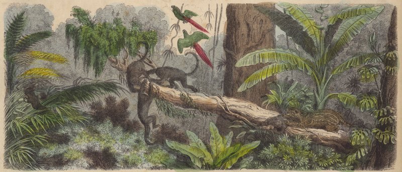 Djungel i Brasilien (färgad gravyr) av German School