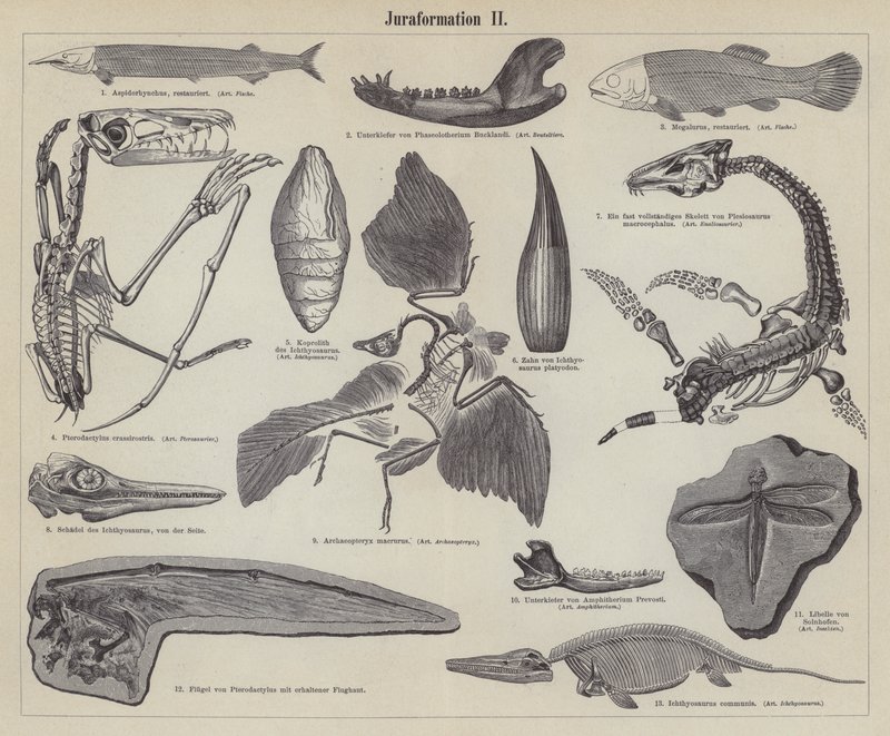 Jurassic fossiler (gravyr) av German School