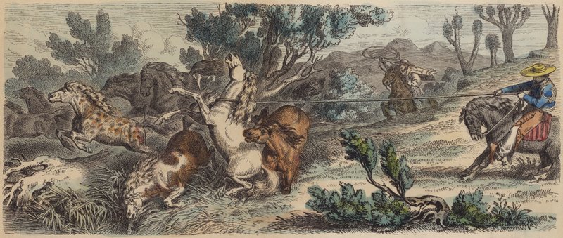Lassoande vilda hästar i New Mexico (färgad gravyr) av German School