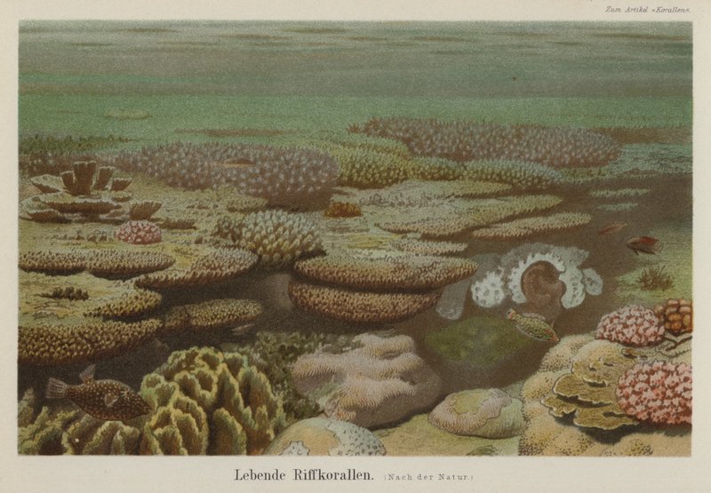Levande revkoraller (färg litho) av German School