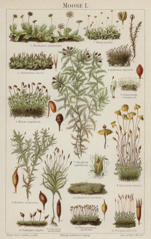 Mossor (färg litho) av German School