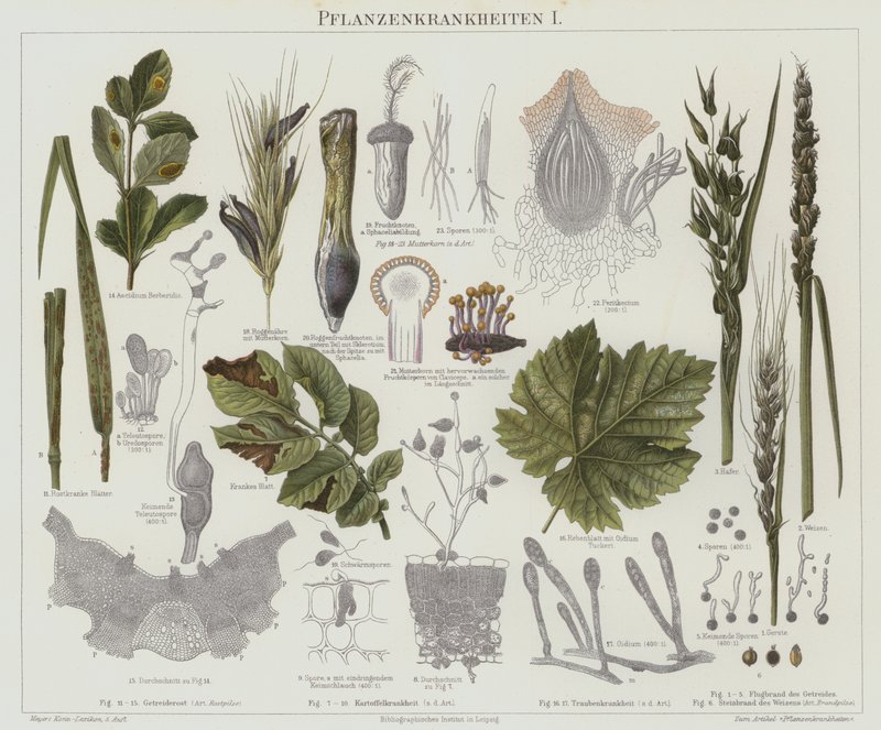 Växtsjukdomar (färg litho) av German School