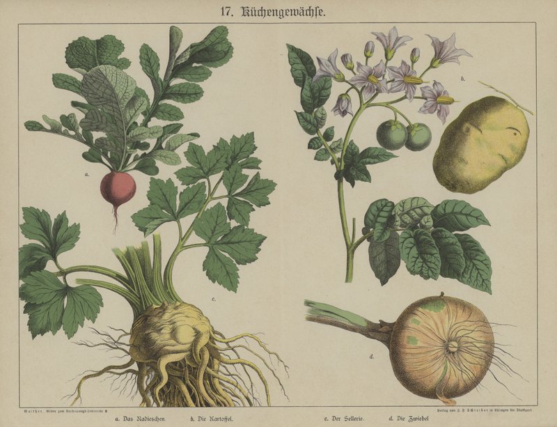 Växter (färg litho) av German School