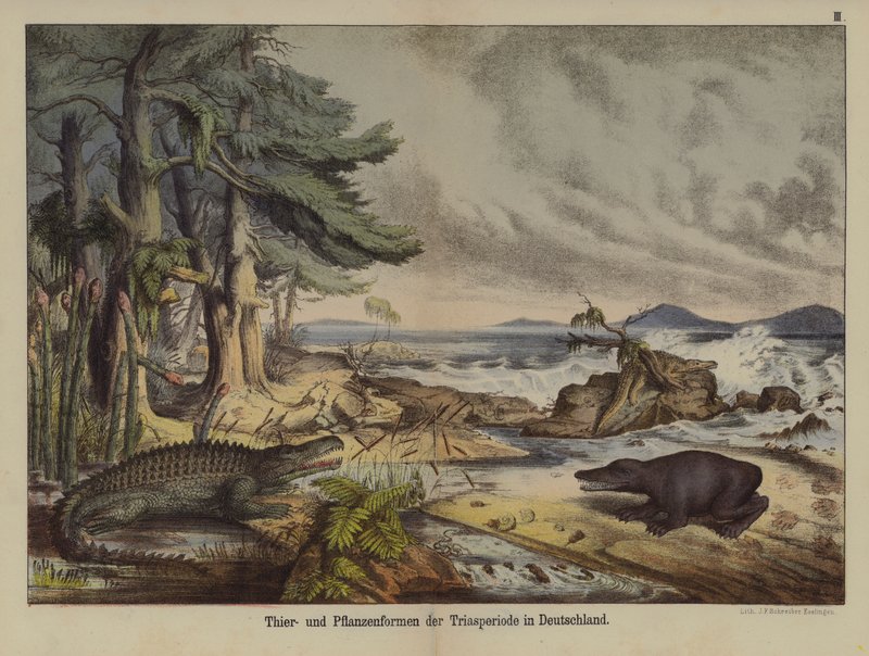 Växter och djur från triasperioden i Tyskland (färg litho) av German School