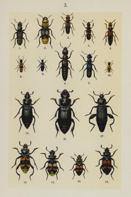 Tallrik från The Young Beetle-Collector