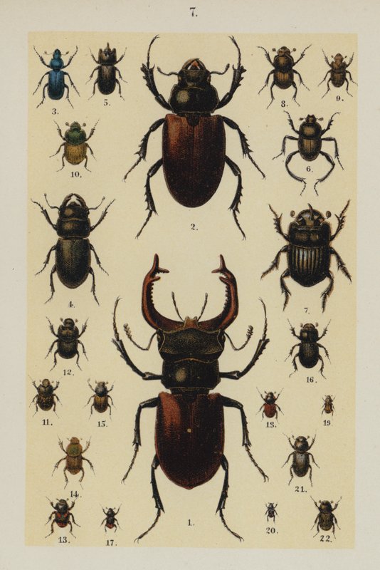 Tallrik från The Young Beetle-Collector