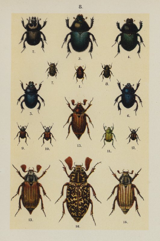 Tallrik från The Young Beetle-Collector