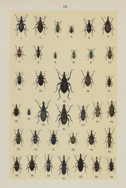 Tallrik från The Young Beetle-Collector