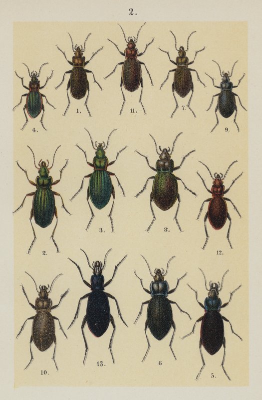 Tallrik från The Young Beetle-Collector