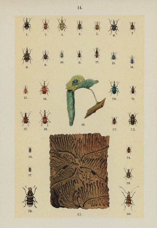 Tallrik från The Young Beetle-Collector