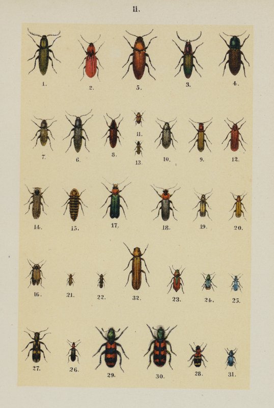 Tallrik från The Young Beetle-Collector