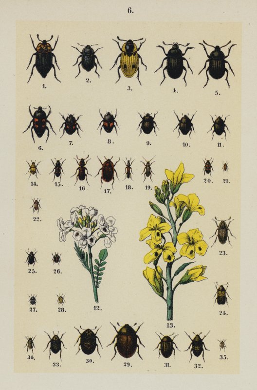 Tallrik från The Young Beetle-Collector