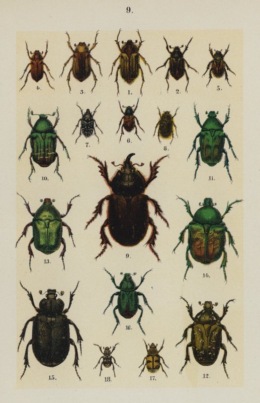 Tallrik från The Young Beetle-Collector