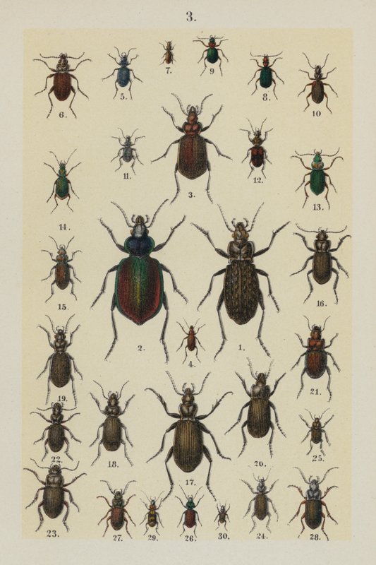 Tallrik från The Young Beetle-Collector
