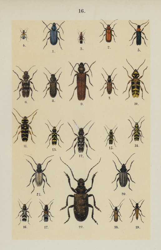 Tallrik från The Young Beetle-Collector