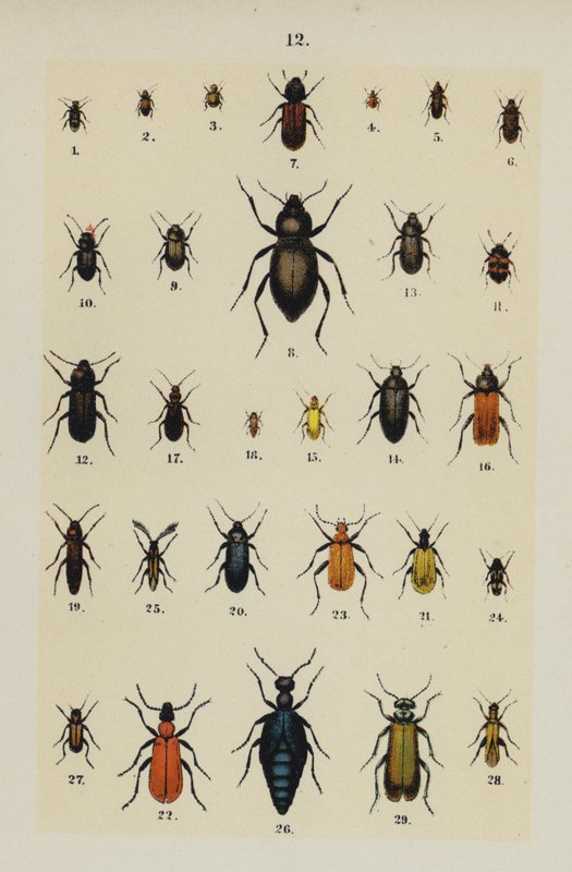 Tallrik från The Young Beetle-Collector