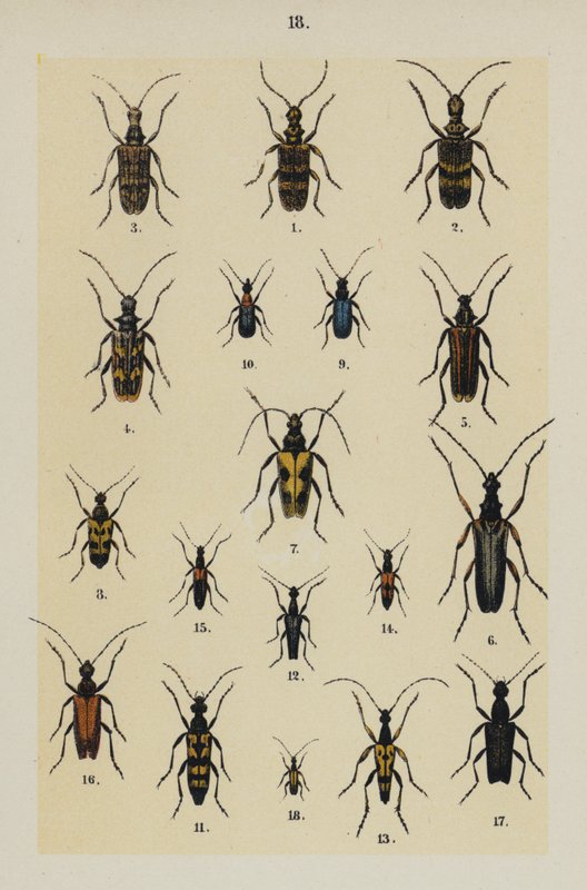 Tallrik från The Young Beetle-Collector