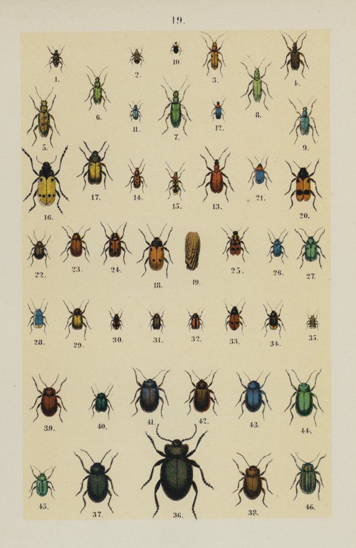 Tallrik från The Young Beetle-Collector