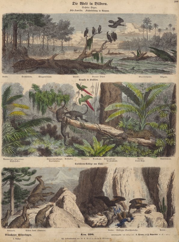 Sydamerika: mynning i Guyana; djungeln i Brasilien; Chilenska Anderna (färgad gravyr) av German School