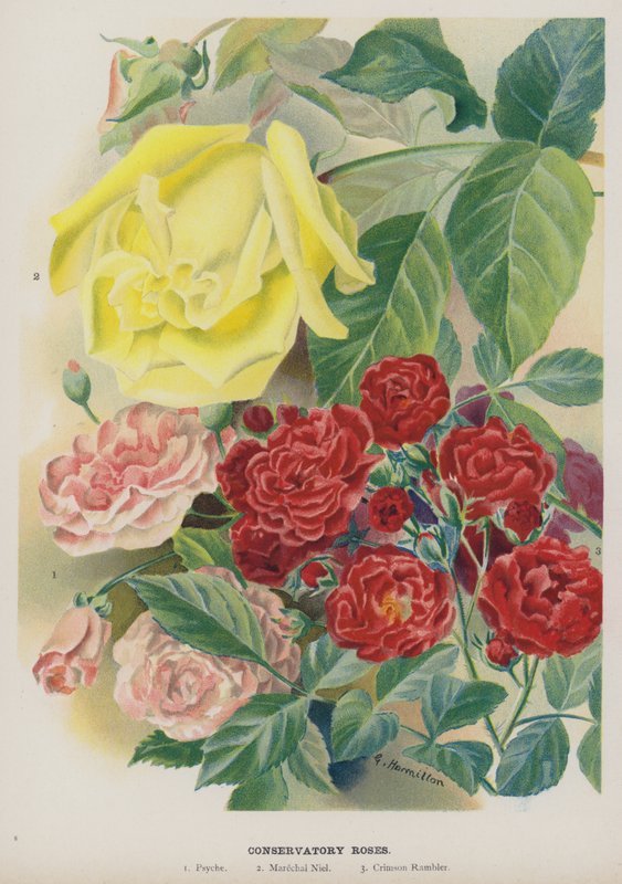 Uterumsrosor av Gertrude Hamilton