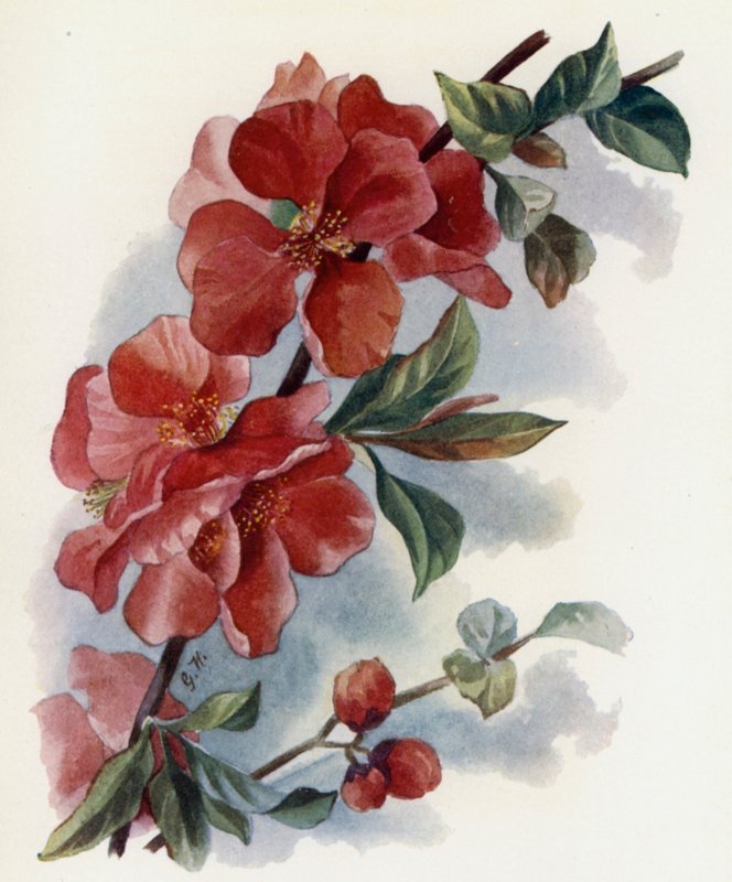 Cydonia Japnonica i Cardinalis av Gertrude Hamilton