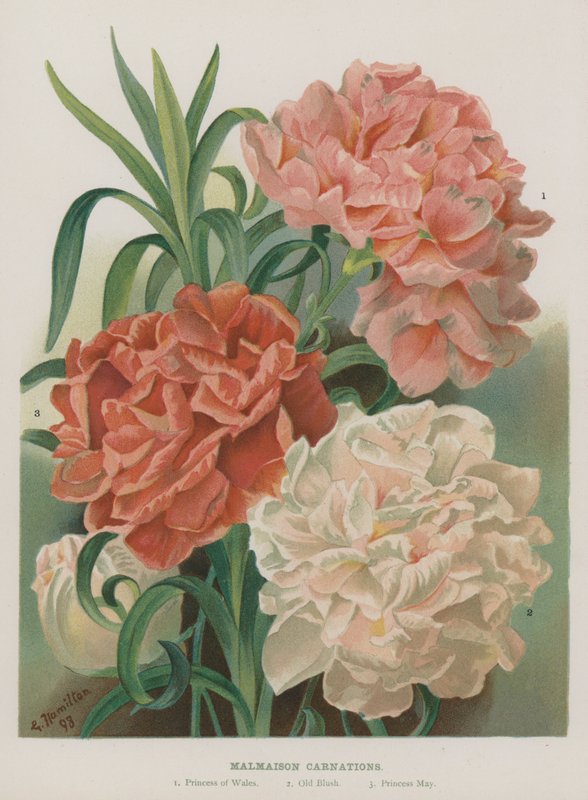 Malmaison nejlikor av Gertrude Hamilton