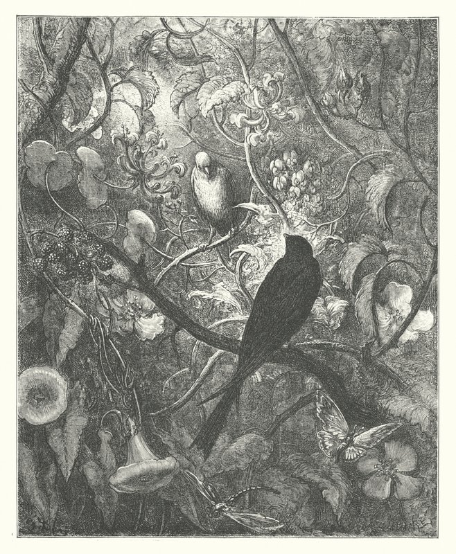 La Fontaines fabler: Philomel och Progne (gravyr) av Gustave Dore
