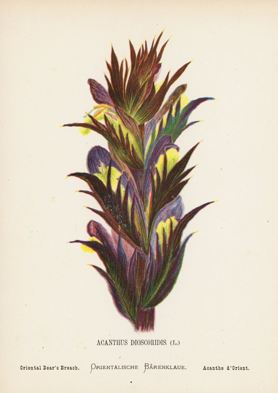 Vilda blommor i det heliga landet: Acanthus Dioscoridis; Orientalisk björnbräken (gravyr i färg) av Hannah Zeller