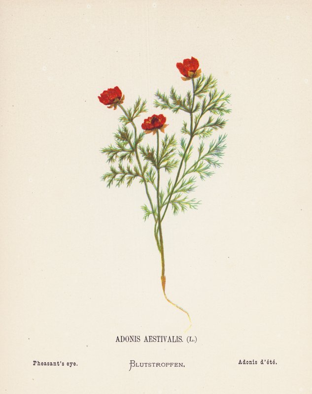 Vilda blommor i det heliga landet: Adonis Aestivalis; Fasanöga (kolorerad gravyr) av Hannah Zeller