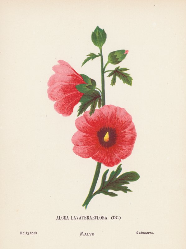 Vilda blommor i det heliga landet: Alcea Lavateraeflora; Stockros (gravyr i färg) av Hannah Zeller