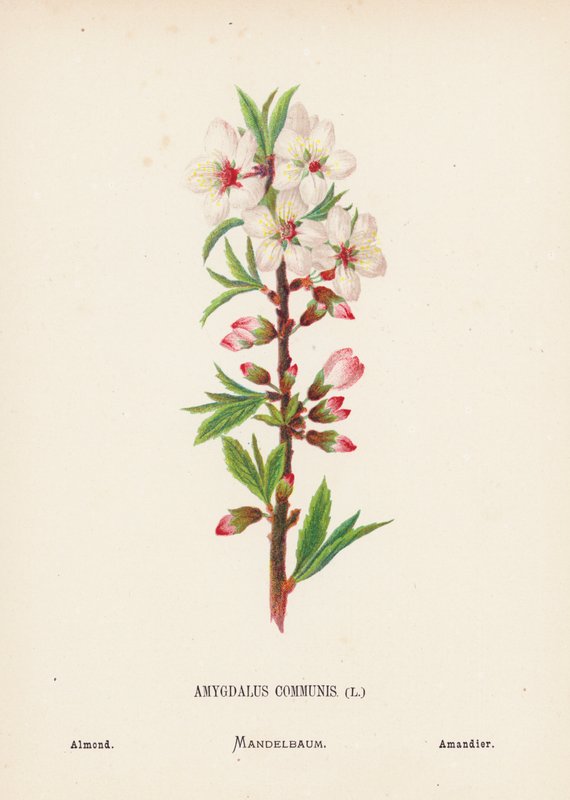 Vilda blommor i det heliga landet: Amygdalus Communis; Mandel (kolorerad gravyr) av Hannah Zeller