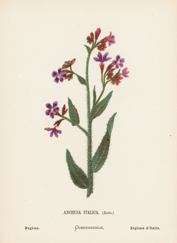 Vilda blommor i det heliga landet: Anchusa Italica, Retz; Bugloss (kolorerad gravyr) av Hannah Zeller