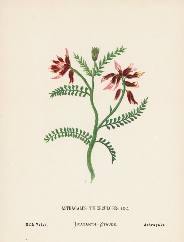 Vilda blommor i det heliga landet: Astragalus Tuberculosus; mjölkvicker (kolorerad gravyr) av Hannah Zeller