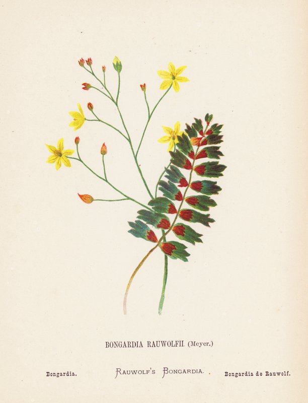 Vilda blommor i det heliga landet: Bongardia Rauwolfii, Meyer; Bongardia (kolorerad gravyr) av Hannah Zeller