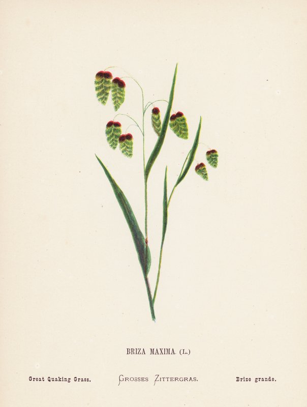 Vilda blommor i det heliga landet: Briza Maxima; stort kvickrot (gravyr i färg) av Hannah Zeller