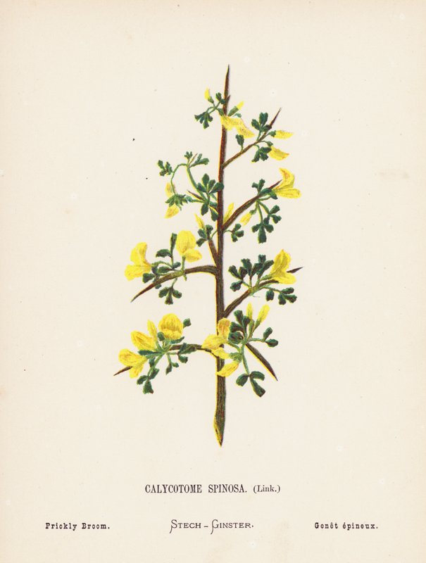 Vilda blommor i det heliga landet: Calycotome Spinosa, Link; Prickig kvast (kolorerad gravyr) av Hannah Zeller
