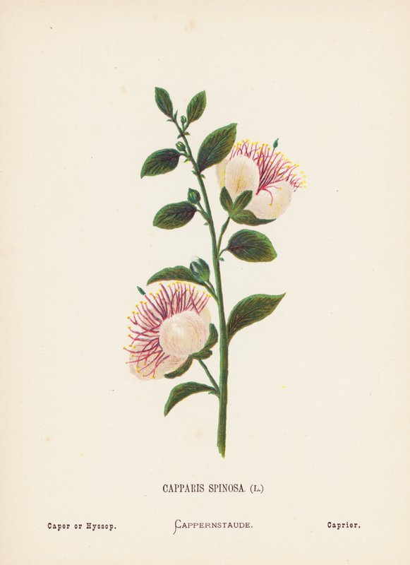 Vilda blommor i det heliga landet: Capparis Spinosa; Kapris eller Hyssop (färggravyr) av Hannah Zeller