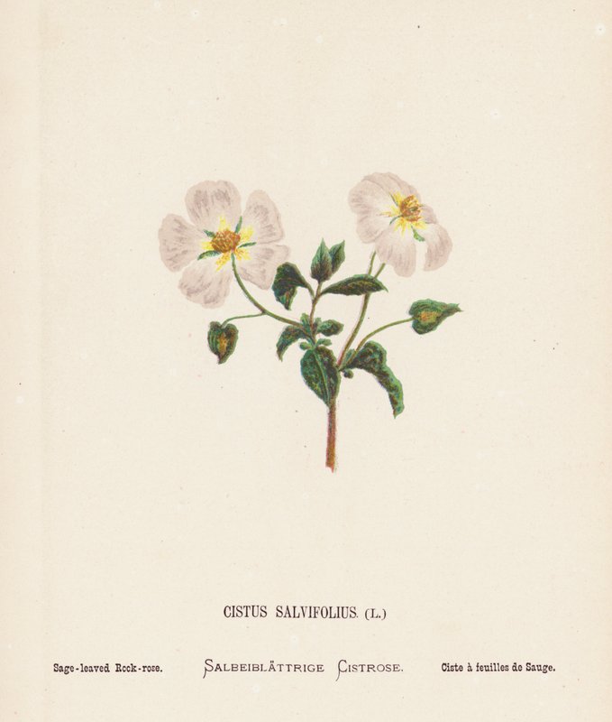 Vilda blommor i det heliga landet: Cistus Salvifolius; salviabladig rosenrot (gravyr i färg) av Hannah Zeller