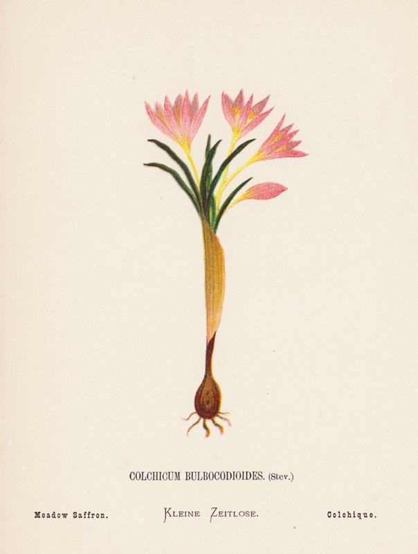 Vilda blommor i det heliga landet: Colchicum Bulbocodioides, Stev; Ängssaffran (gravyr i färg) av Hannah Zeller