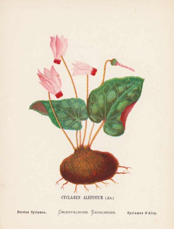 Vilda blommor i det heliga landet: Cyclamen Aleppicum, Ait; Persisk cyklamen (gravyr i färg) av Hannah Zeller