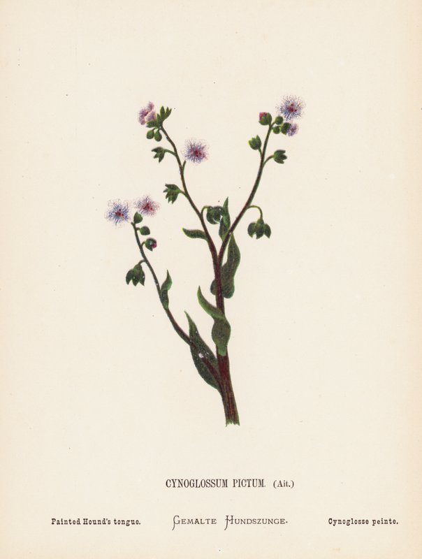 Vilda blommor i det Heliga landet: Cynoglossum Pictum, Ait; målad hundtunga (kolorerad gravyr) av Hannah Zeller