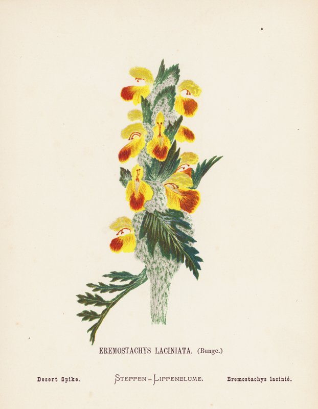 Vilda blommor i det heliga landet: Eremostachys Laciniata, Bunge; Ökenpigg (gravyr i färg) av Hannah Zeller