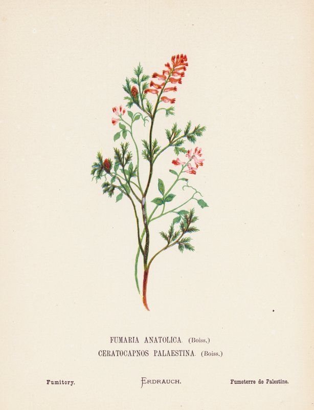 Vilda blommor i det heliga landet: Fumaria Anatolica, Boiss, Ceratocapnos Palaestina, Boiss; Fumitory (kolorerad gravyr) av Hannah Zeller