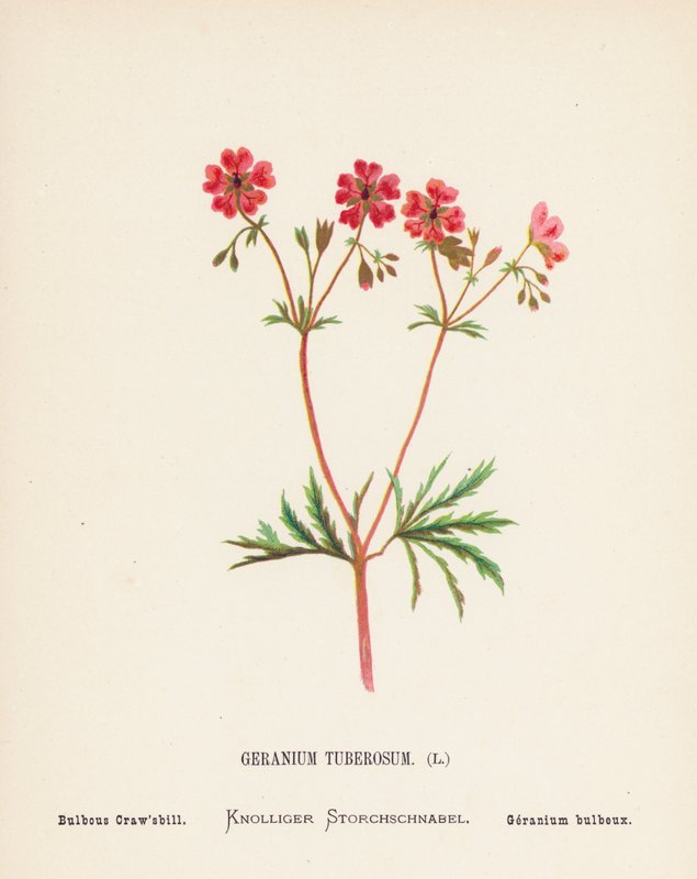 Vilda blommor i det heliga landet: Geranium Tuberosum; Bulbous Craw